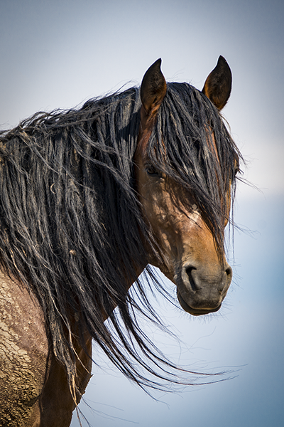 Mustang- Stallion_DSC3082081520