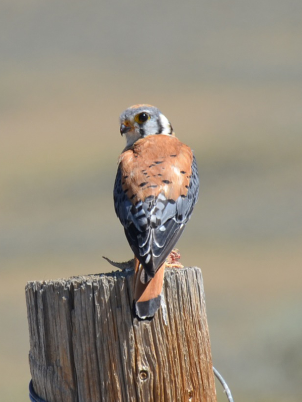 American-Kestrel-600x800