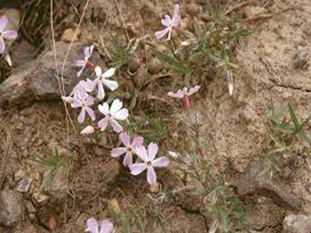 Desert-phlox-640x480