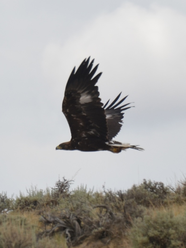 Golden-Eagle-600x800