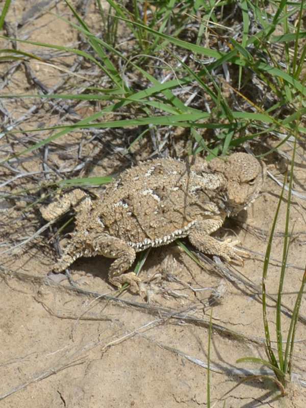 Horned-Toad-600x800