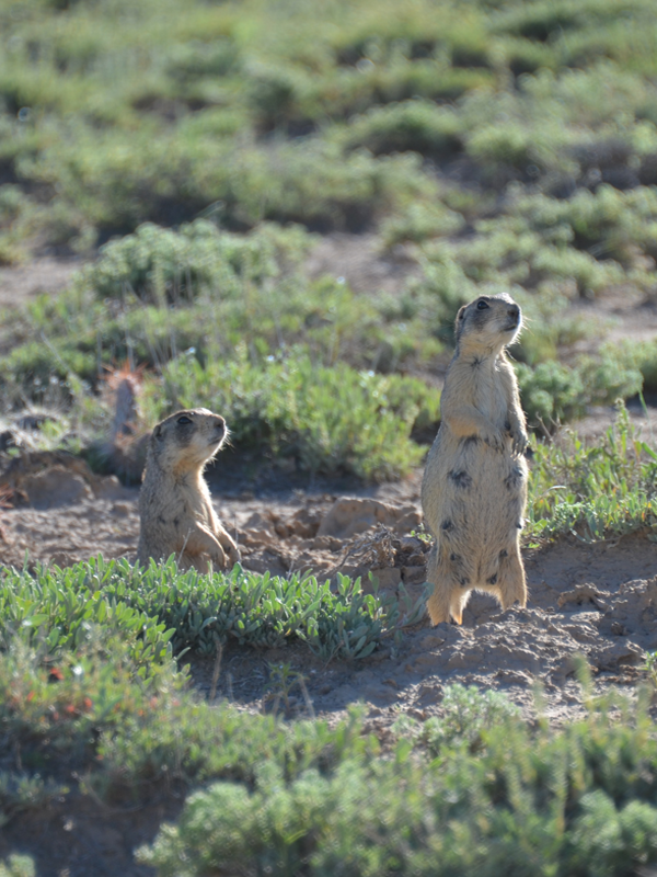 Prairie-Dog-600x800