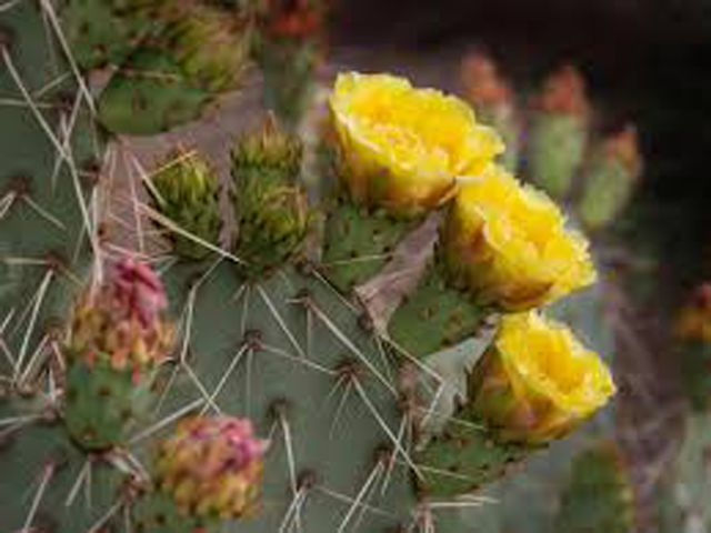 Prickly-Pear-640x480