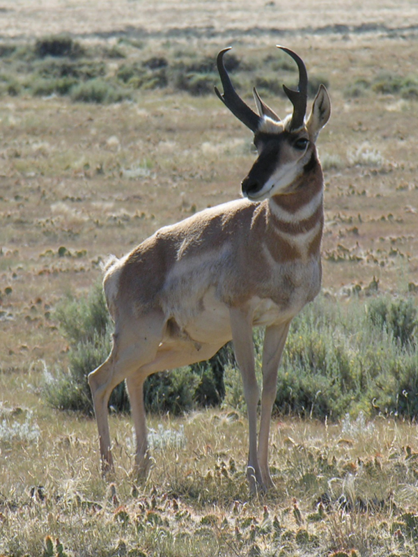 Pronghorn-600x800