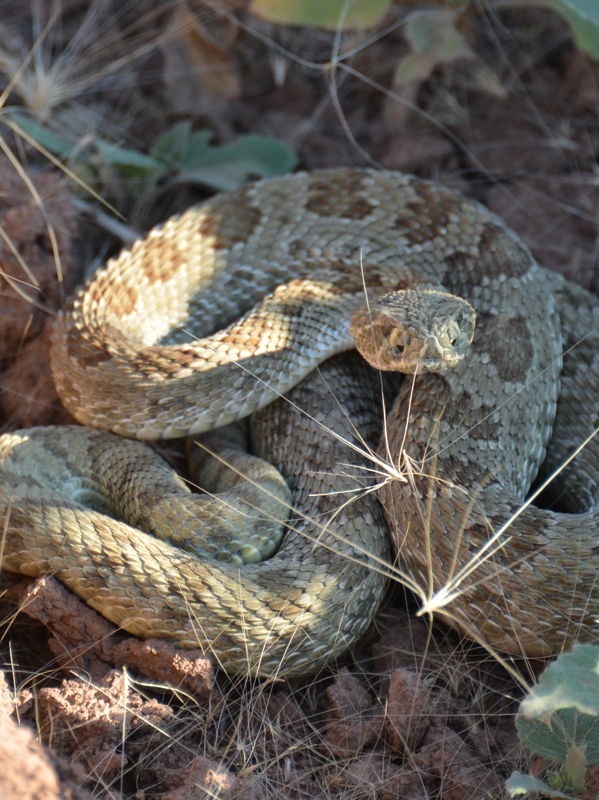 Rattlesnake-600x800