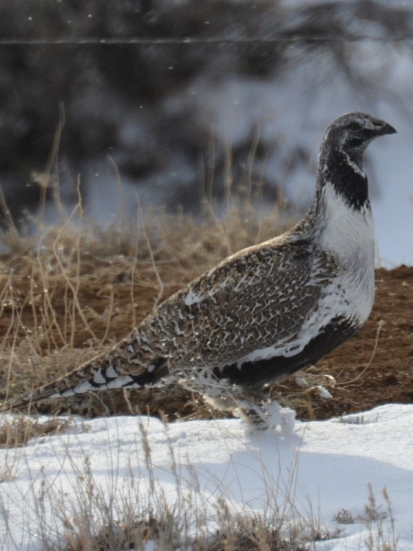 Sage-Grouse-600x800