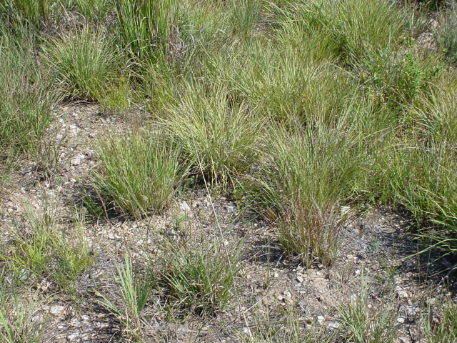 bunch grass