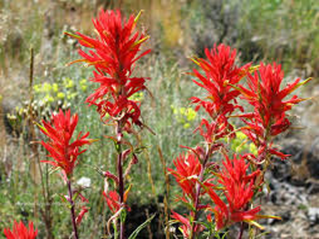 indian-paintbrush-640x480