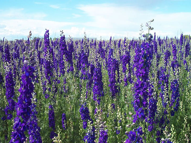 larkspur_purple-640x480